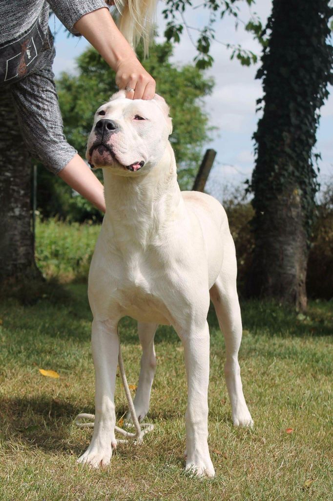 don Dogo de la Bahia Blanca - Marcella