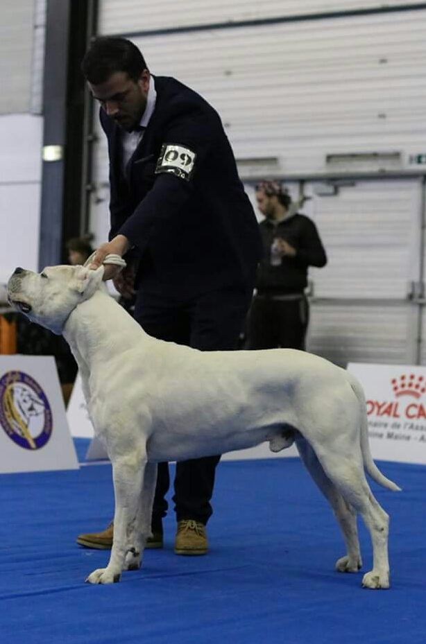 don Dogo de la Bahia Blanca - Champion de Conformité au Standart 