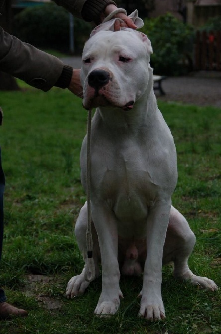 don Dogo de la Bahia Blanca - Good Don Dogo