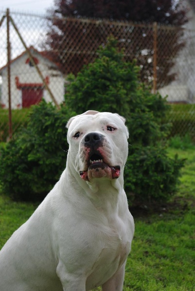 First don Dogo de la Bahia Blanca