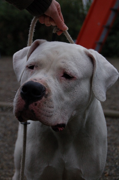 Good don Dogo de la Bahia Blanca