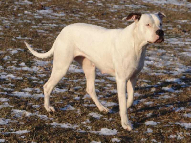 Enjoy don Dogo de la Bahia Blanca